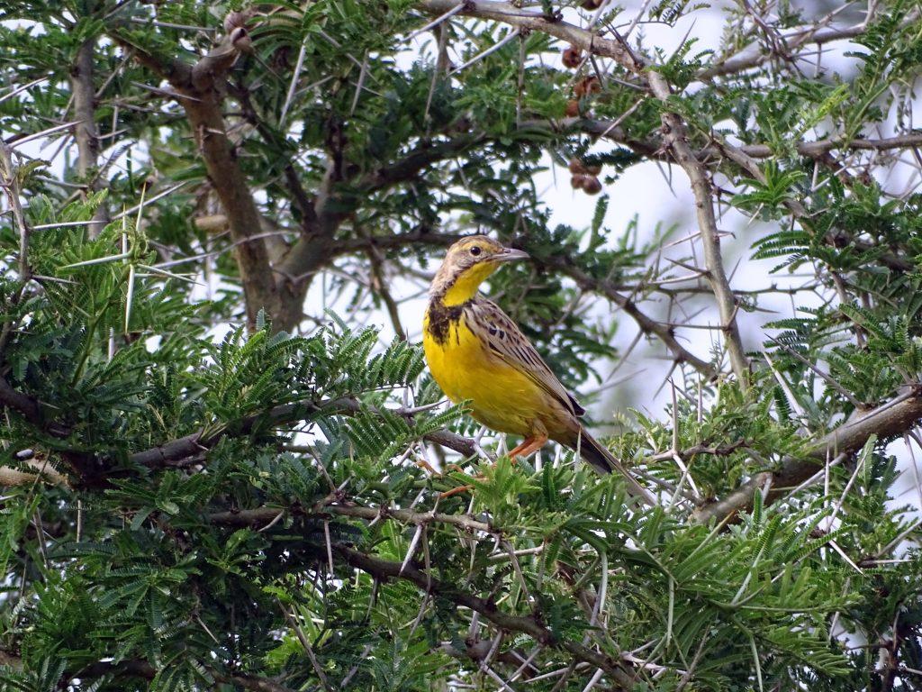 Bird