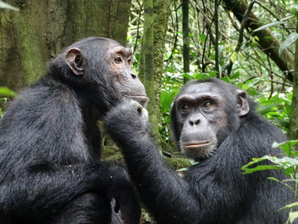Chimpanzees Chimpanzee-trekking