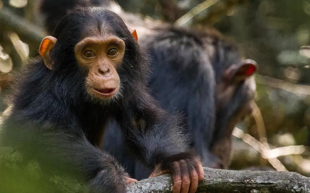 chimpanzee-image