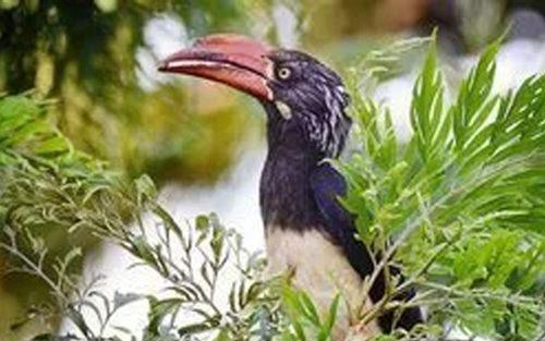 toucan-image