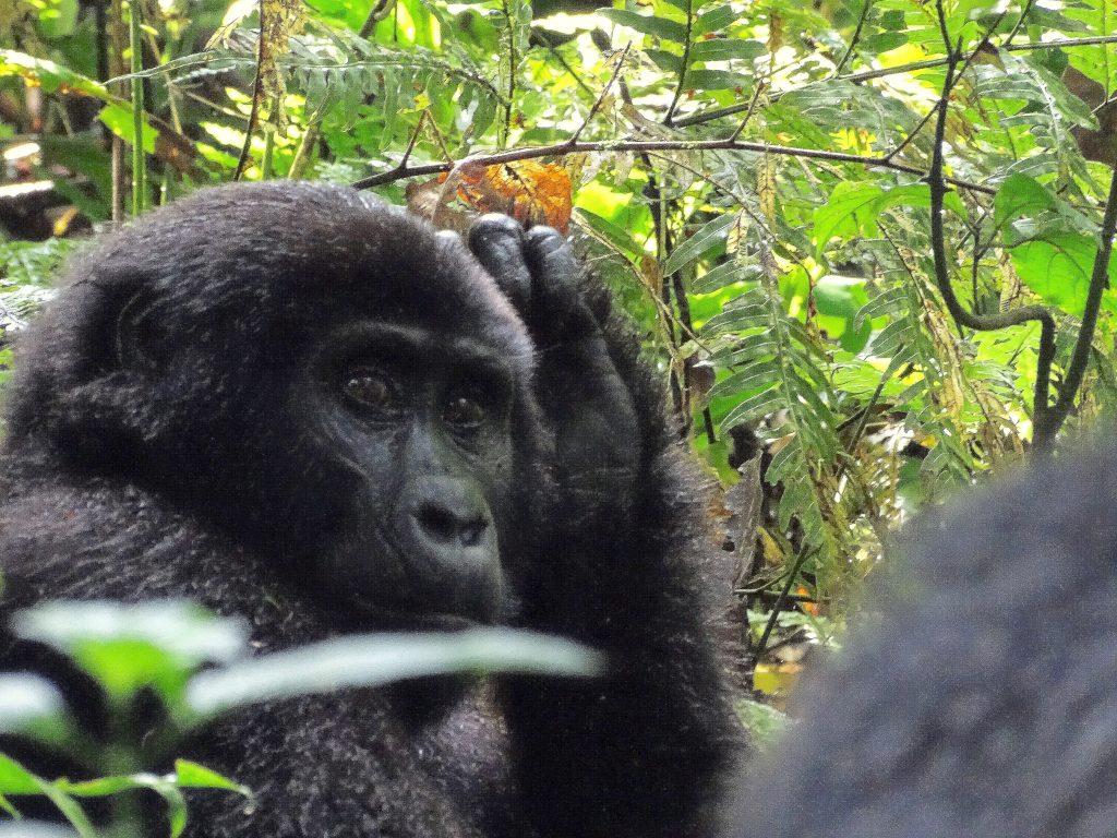 Gorilla