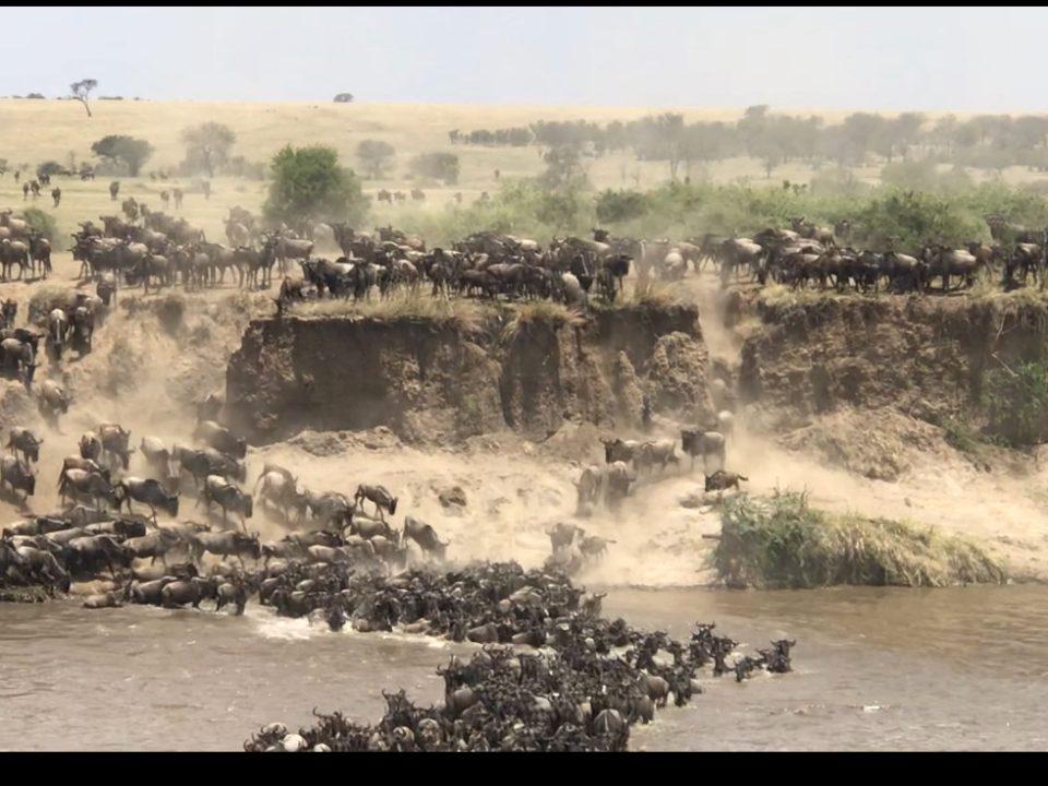 Wildebeest