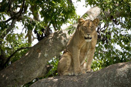 lion