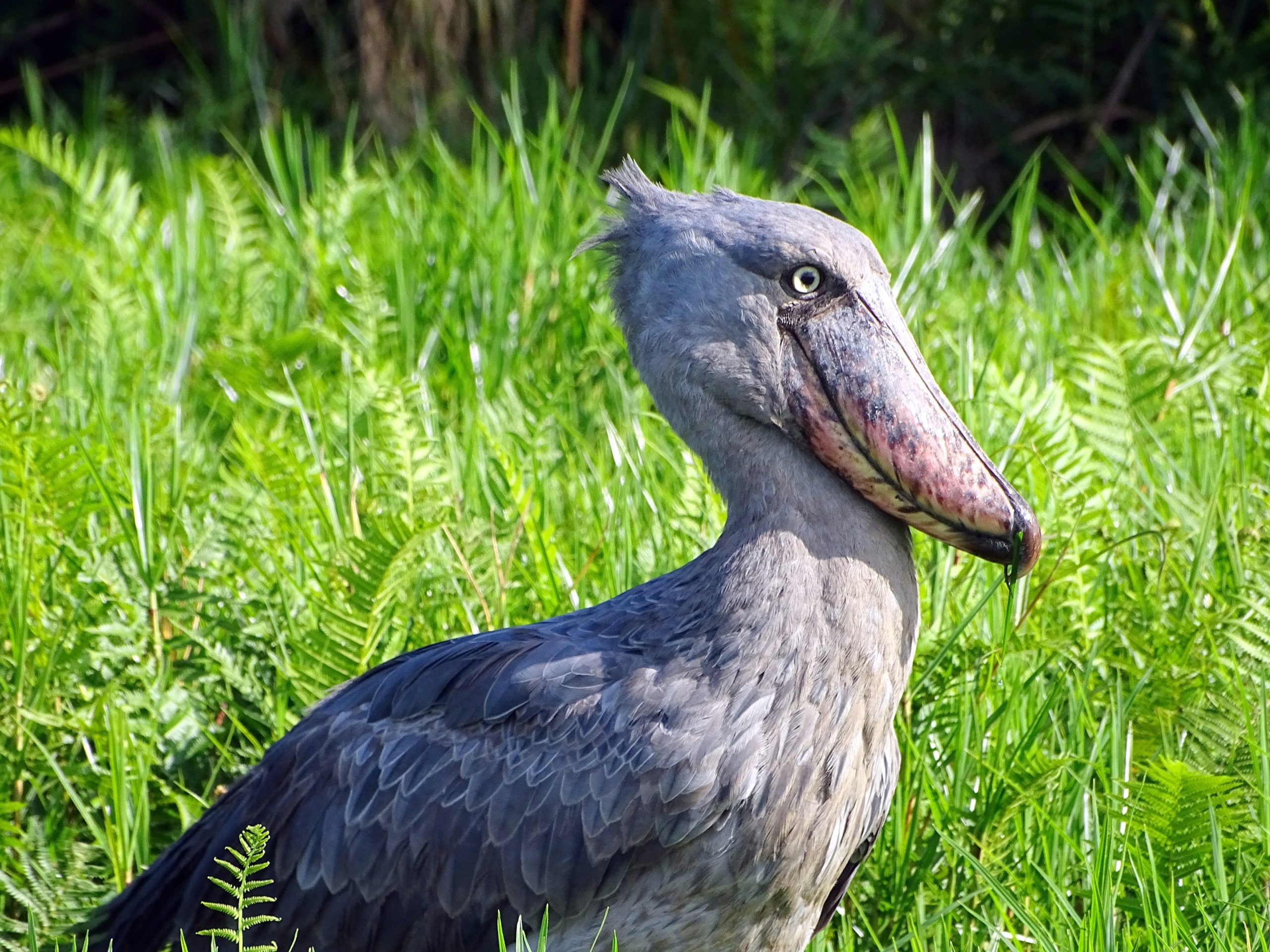 11 Days Uganda Birding, Wildlife and Gorilla Safari