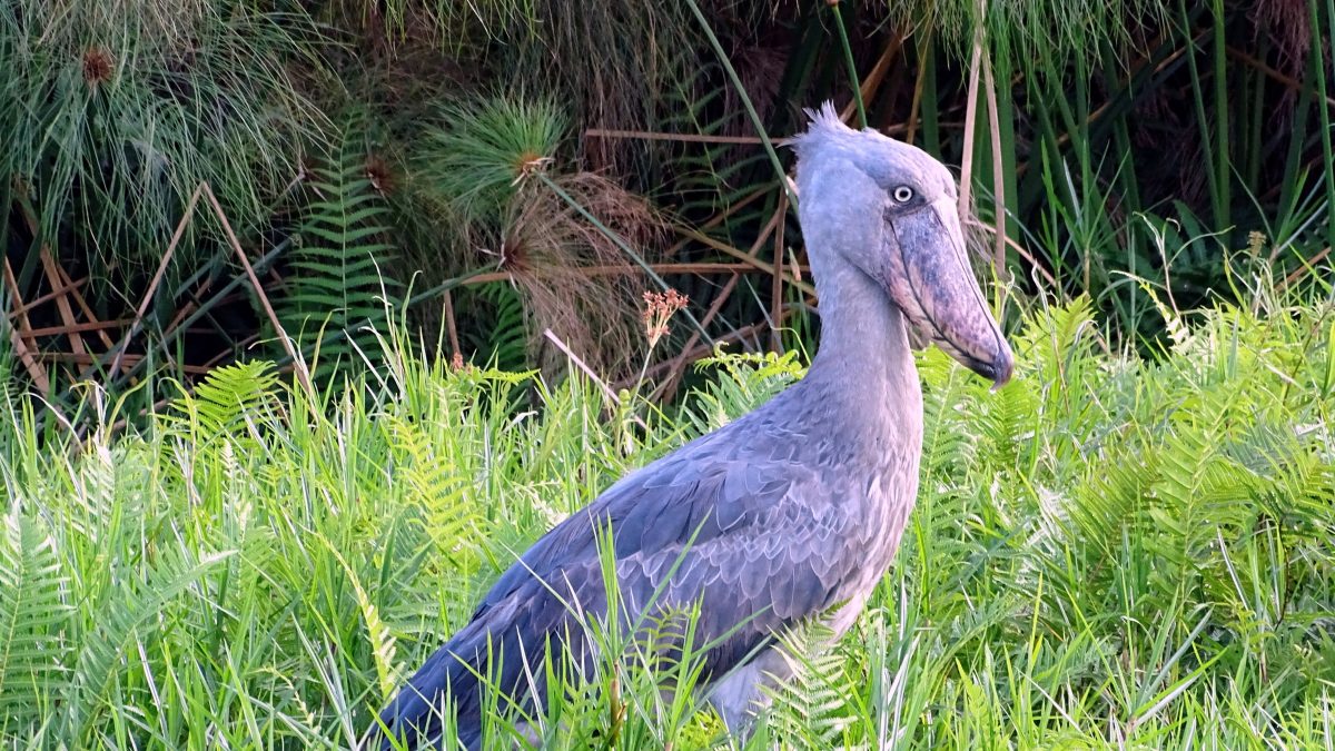 Shoebill