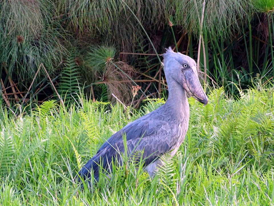 Shoebill