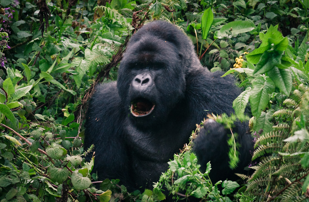 Gorilla