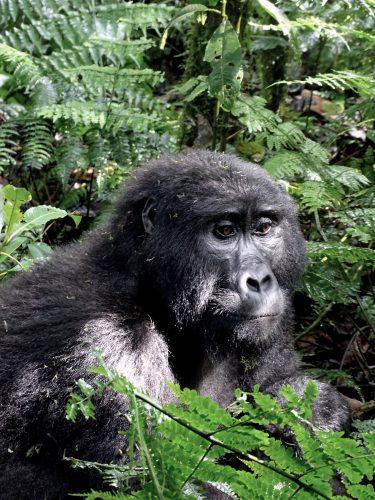 Gorilla