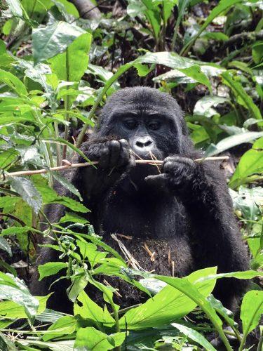 Gorilla