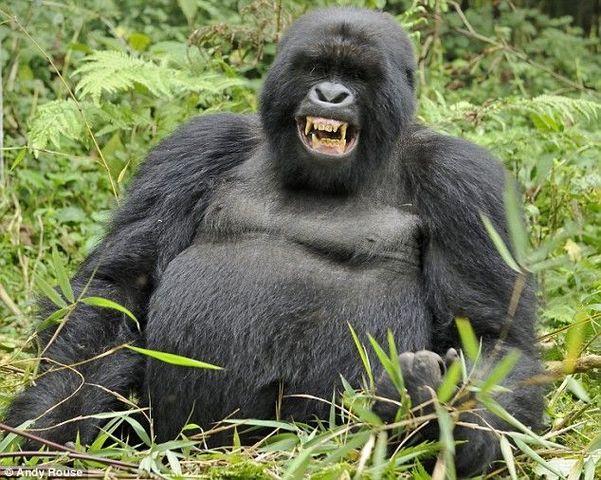 Mountain Gorilla