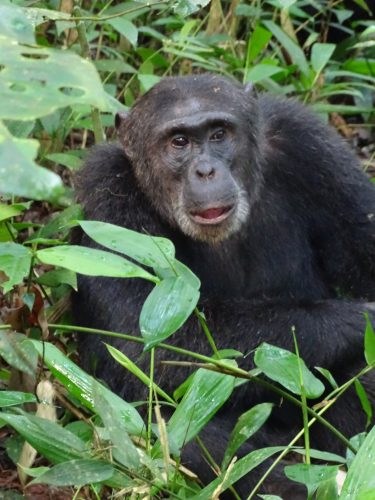 Chimp