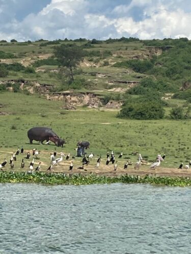 uganda wildlife tour