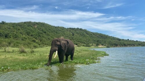 uganda wildlife tour