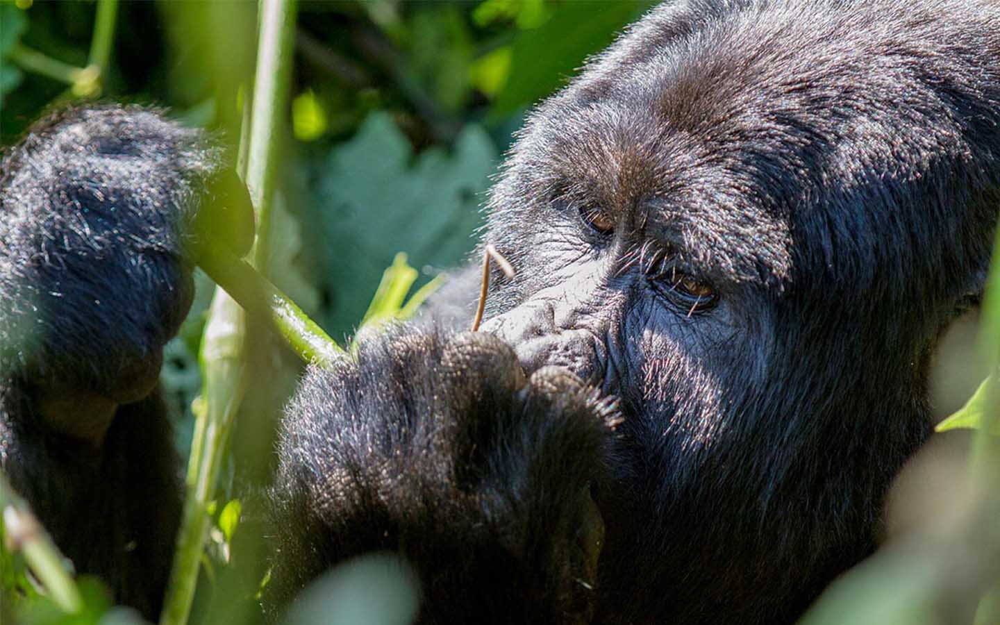 5 Days The Wild Game and Gorilla Safari