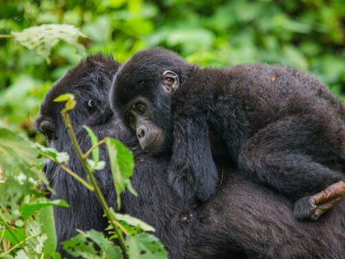 7 Days Uganda Gorilla and Wildlife Safari