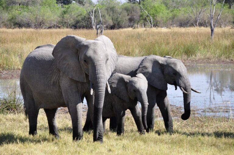 elephant – Copy (2)