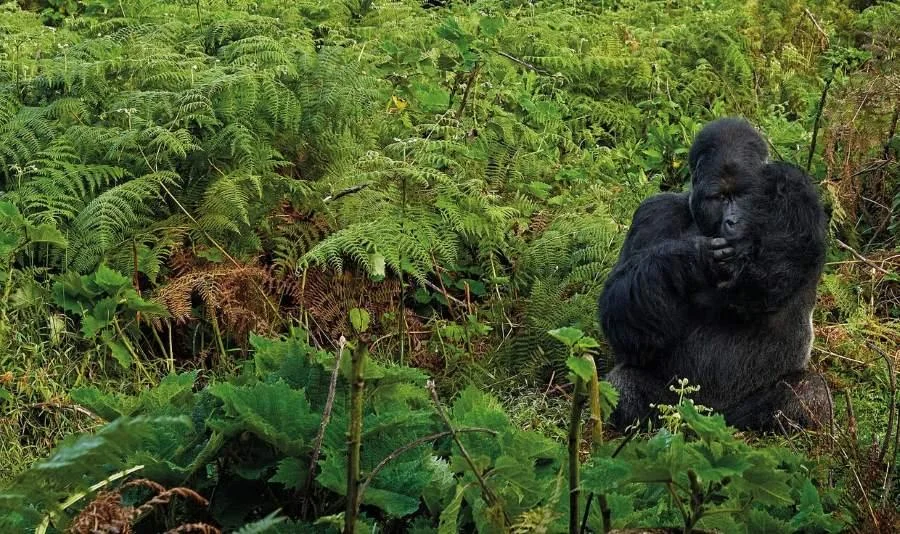 tree climbing lions, uganda tours, lake mburo, mgahinga gorilla national park, lions climbing trees, gorilla families, game safari, kyambura game lodge, best time to visit uganda, gorilla tour